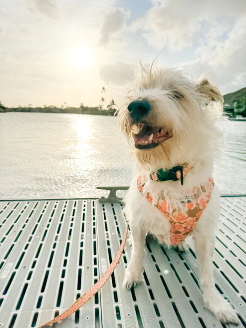 Coopmonster's Hibiscus Neoprene Harness