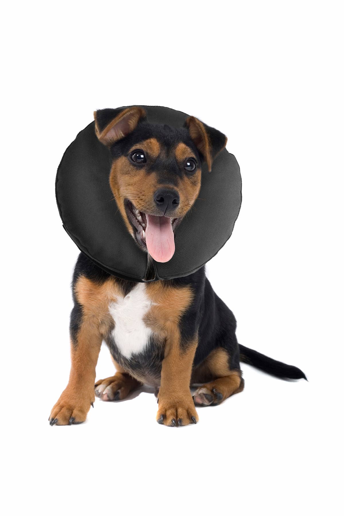 ZenCollar - Inflatable Recovery Collar: XXLarge (>22 in.)