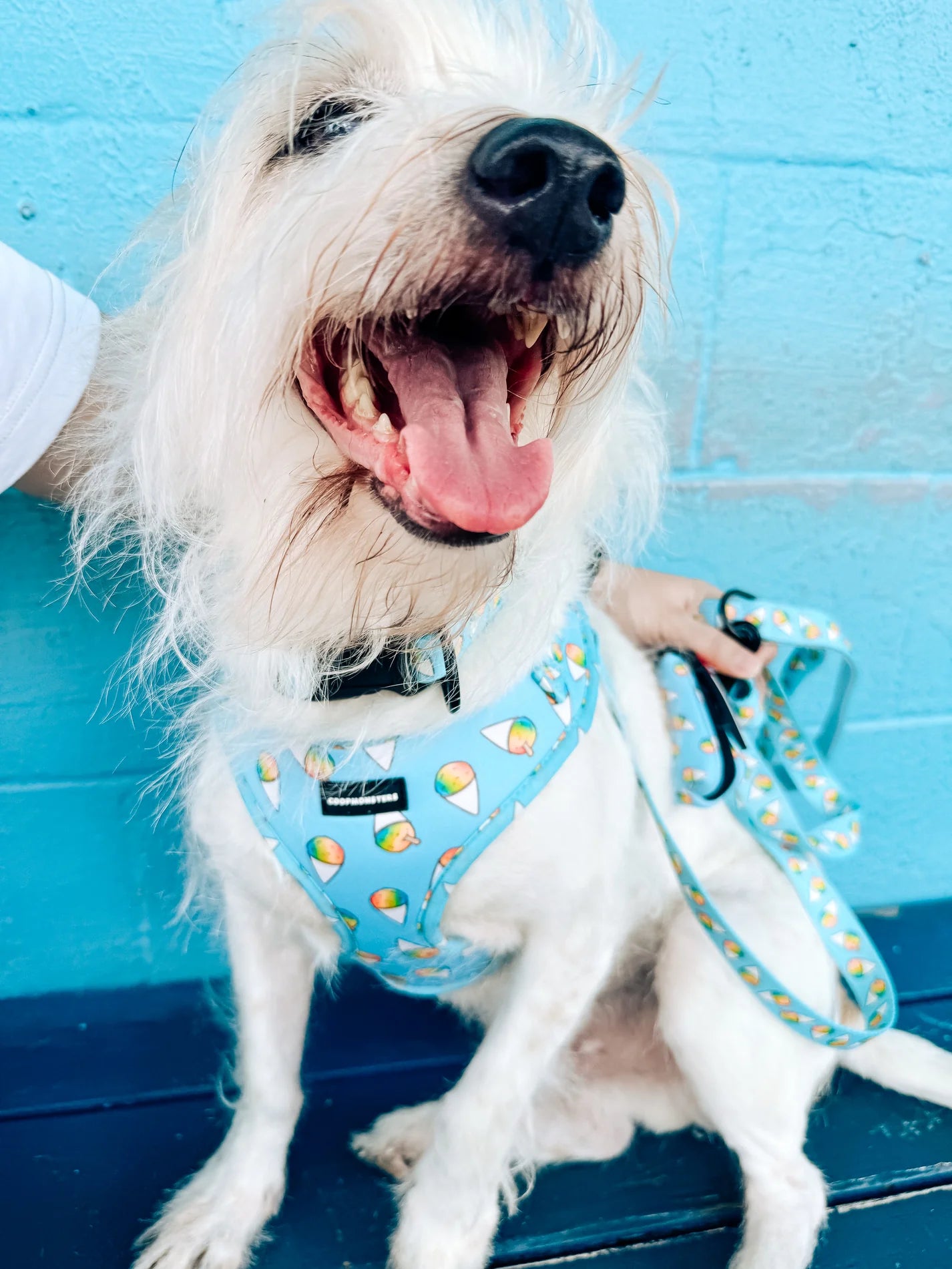 Coopmonster's Shave Ice Neoprene Harness