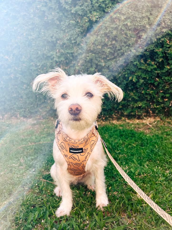 Coopmonster's Shaka Latte Neoprene Harness