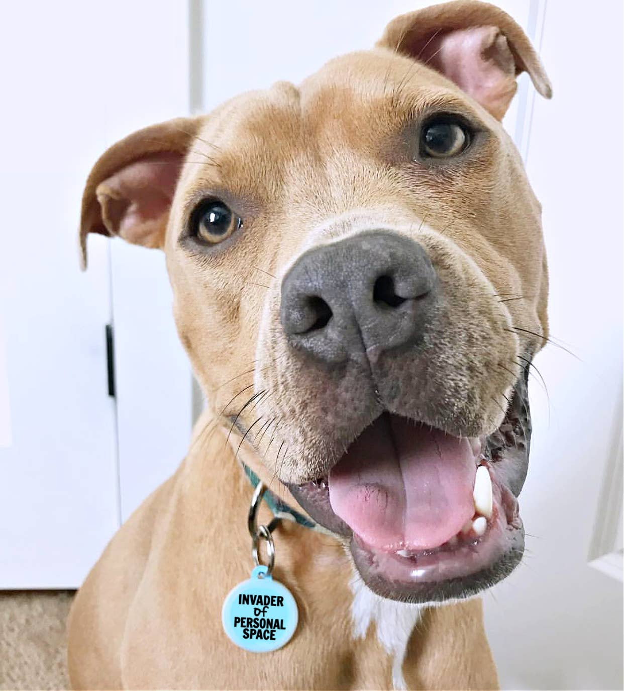 Personalized Dog ID Tag w/ QR Code - Invader Personal Space : Green / Engraved QR Code / Large 1.25"