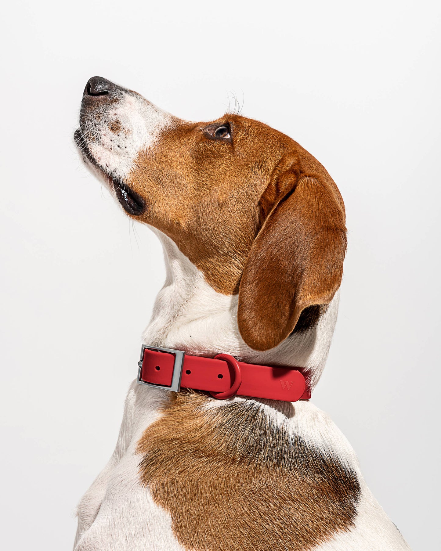 Adjustable Waterproof Fashion Dog Collar: Moonstone / X-SMALL
