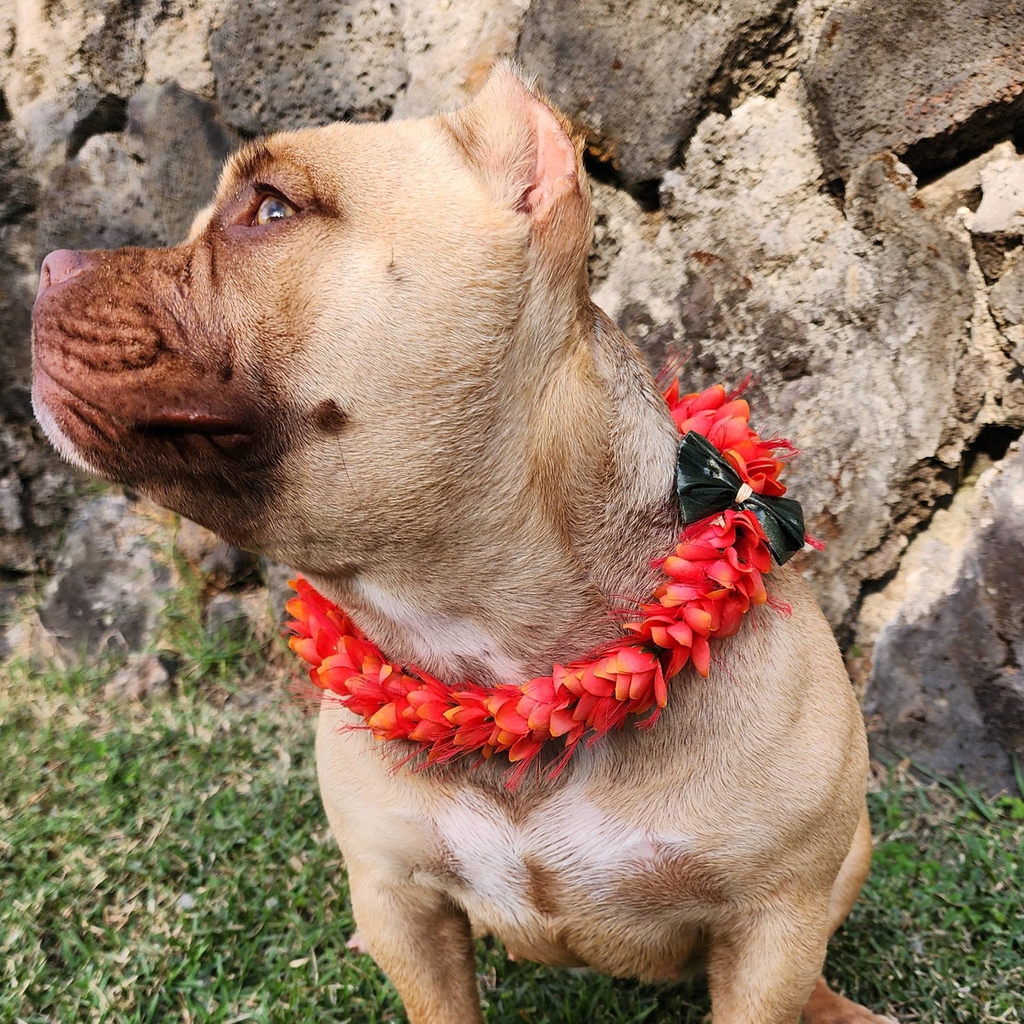 GigiWhy Silk Flower Lei for Pets- Ohai Ali'i: Red / Medium
