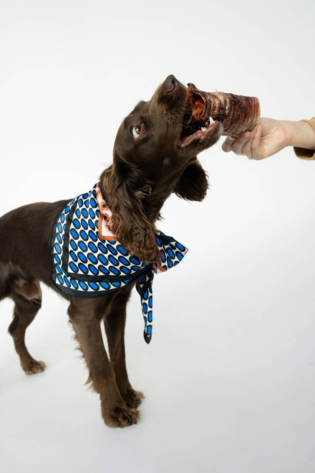 Bison Trachea Chews