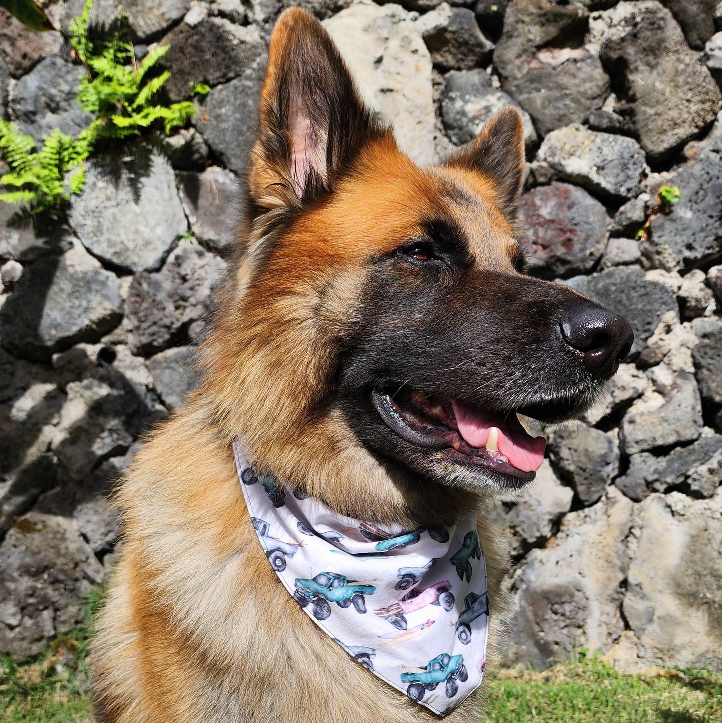 GigiWhy Pet Scrunch Bandana- Yotas, Brah!: X Small