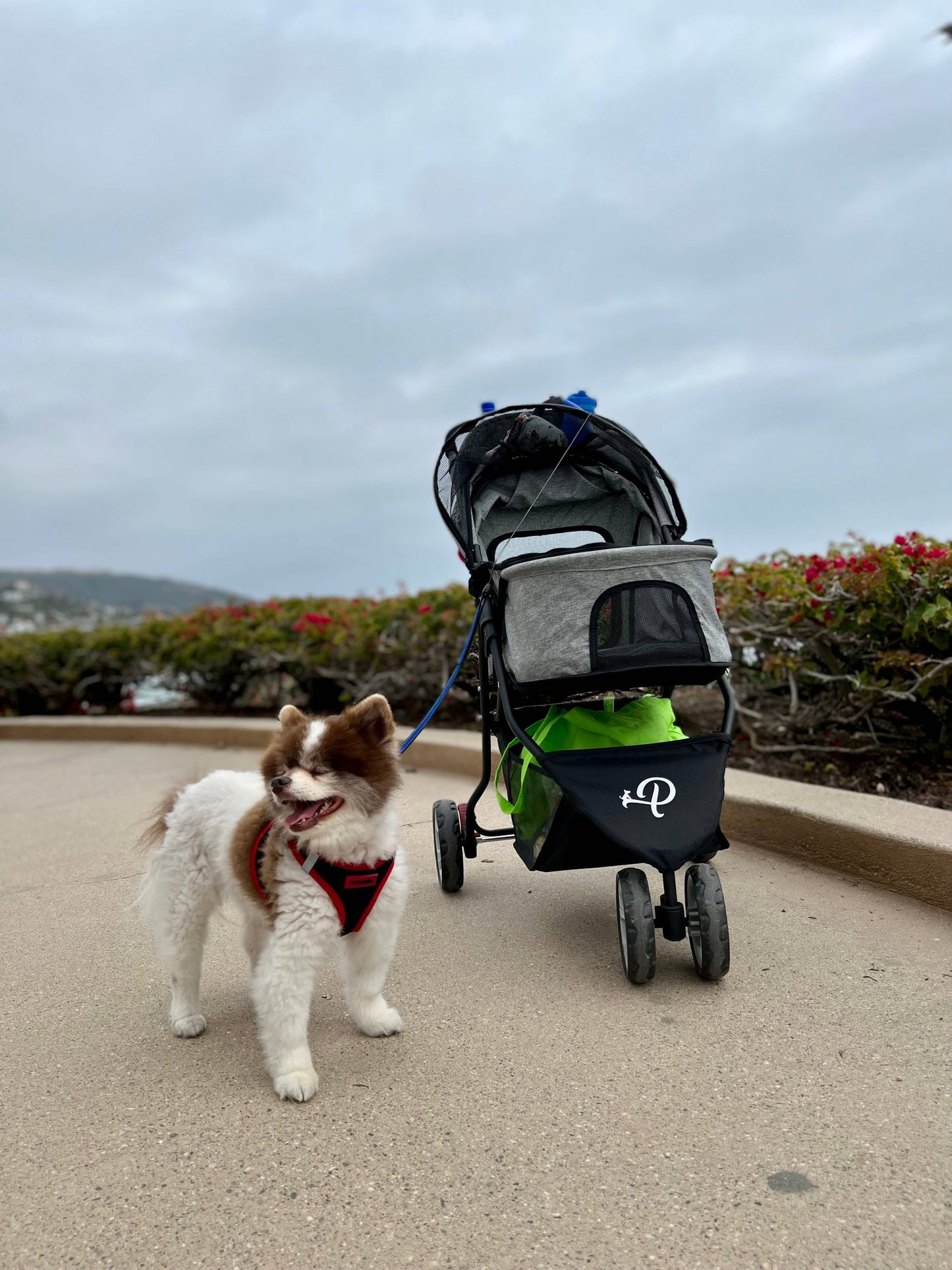 Glacier Pet Stroller