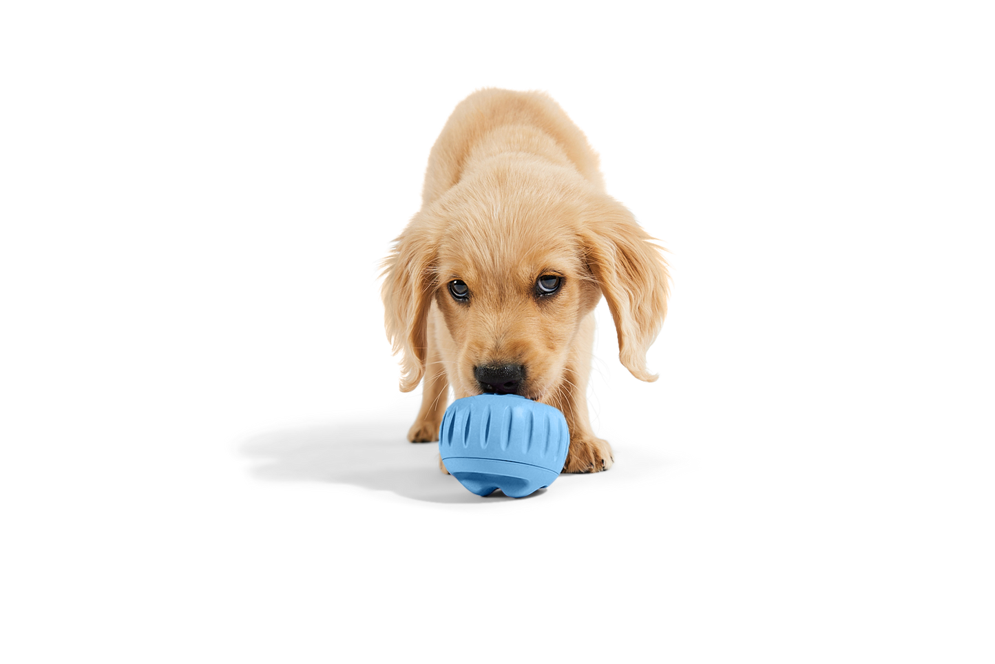 The Pupsicle - Wholesale Exclusive Color: Small