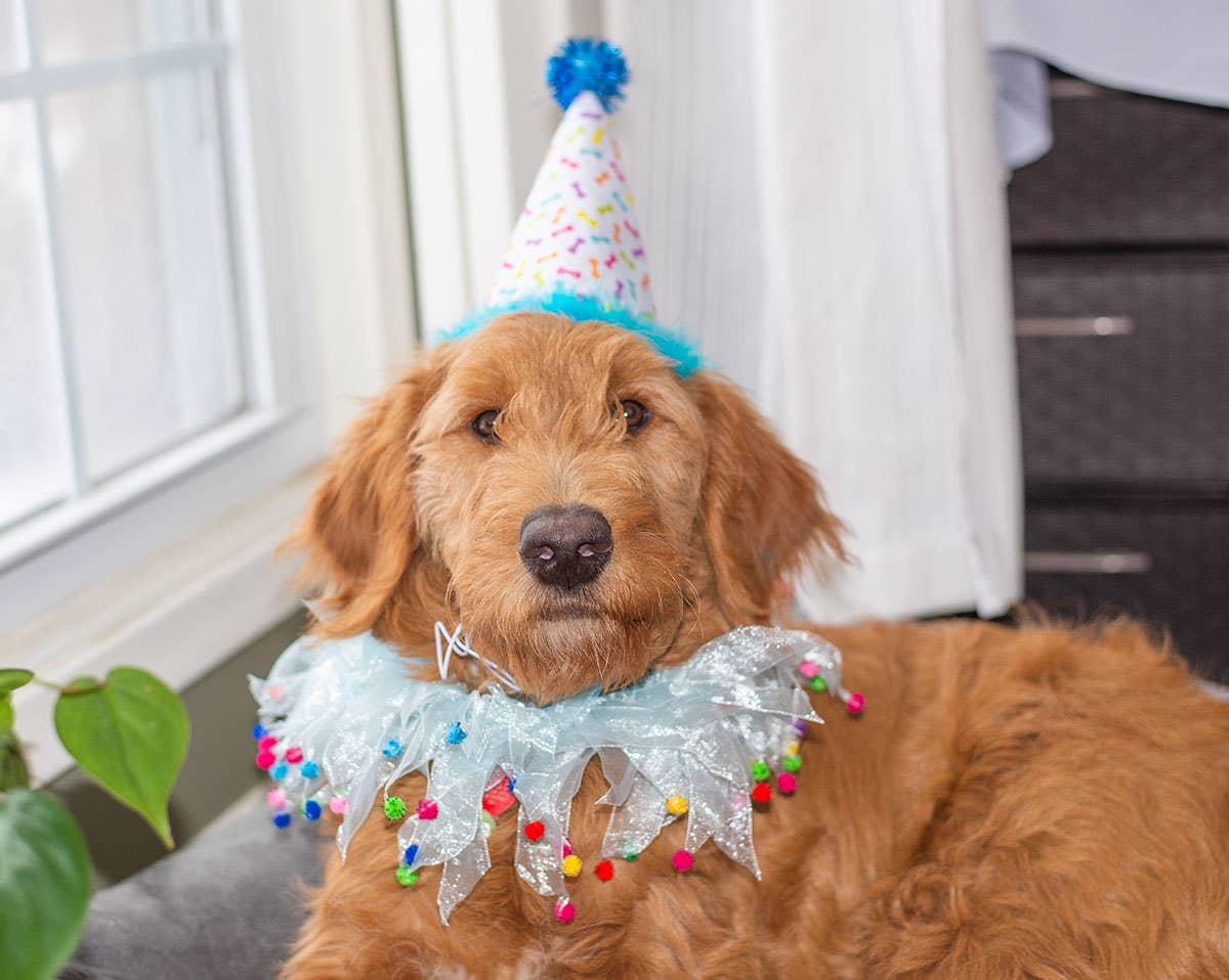 Multipet Party Pom Pom Collar Blue Small