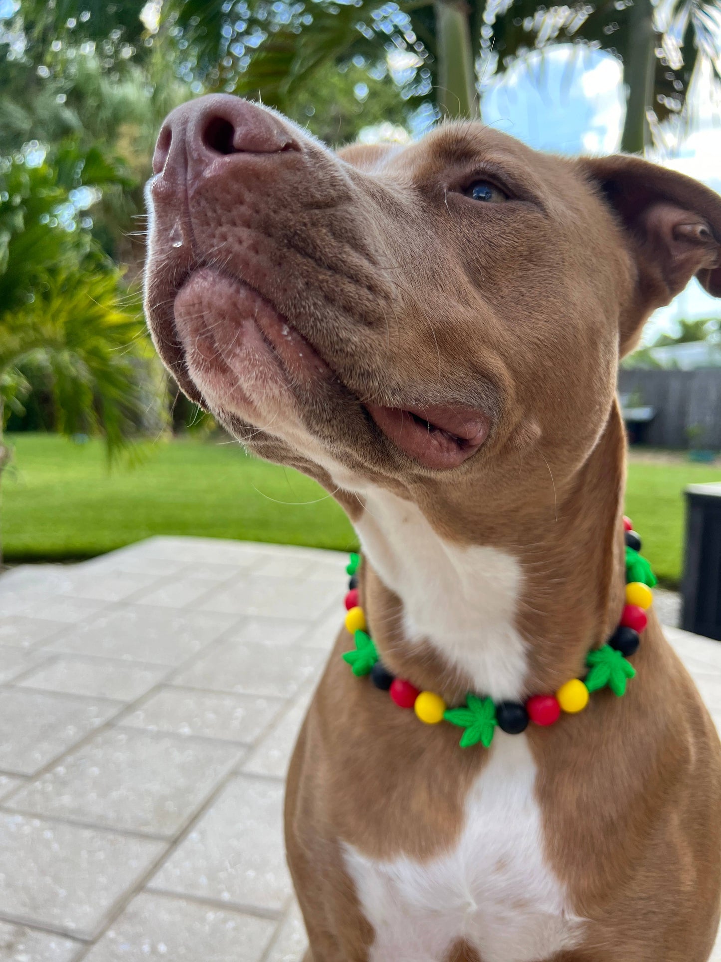 Best Buds | Beaded Dog Collar : 16"