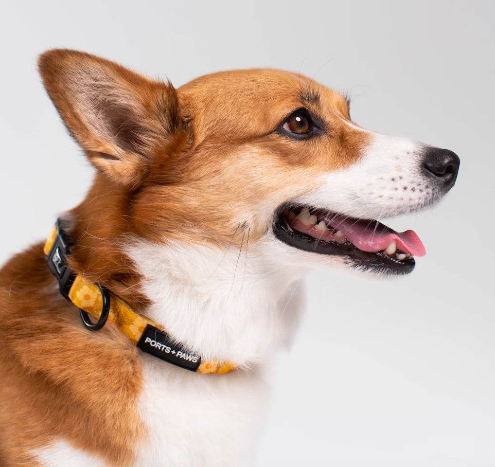 PORTS + PAWS COLLAR - OʻAHU ʻILIMA
