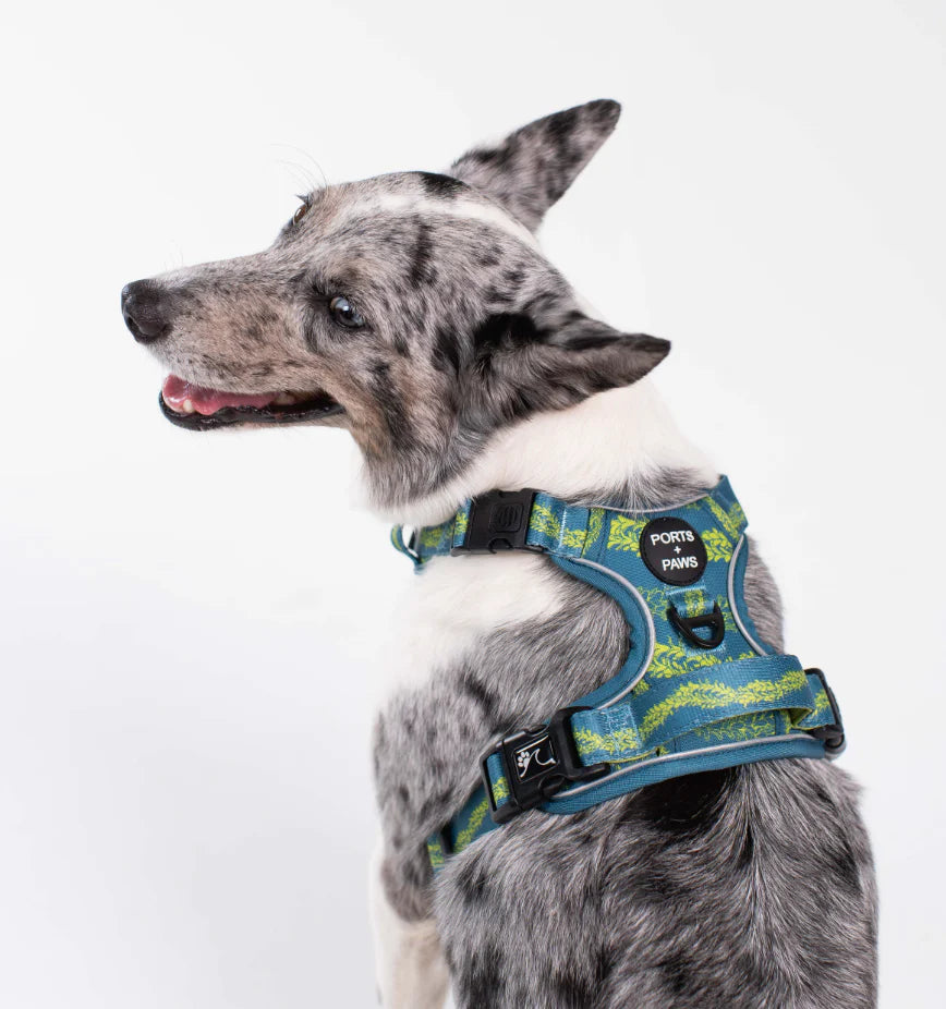 PORTS + PAWS RUGGED HARNESS - PAKALANA