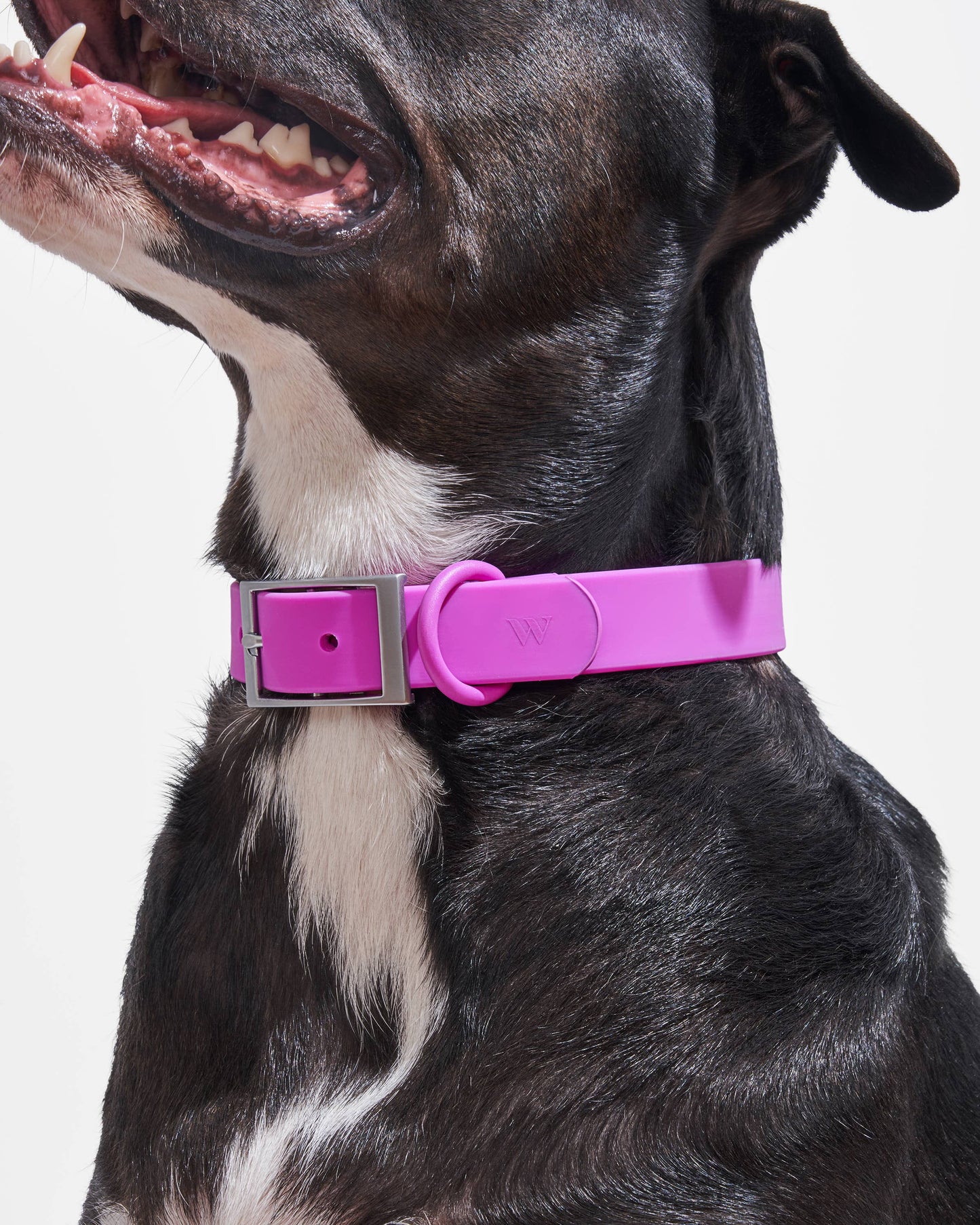Adjustable Waterproof Fashion Dog Collar: Moonstone / X-SMALL