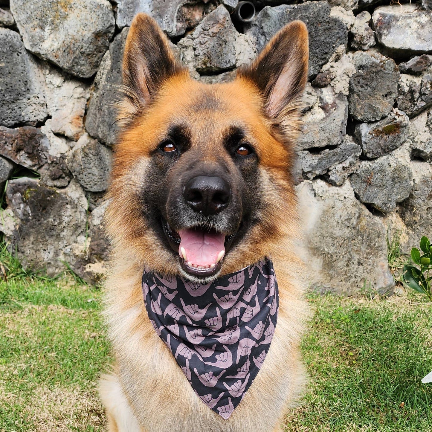 GigiWhy Pet Scrunch Bandana- Yotas, Brah!: X Small