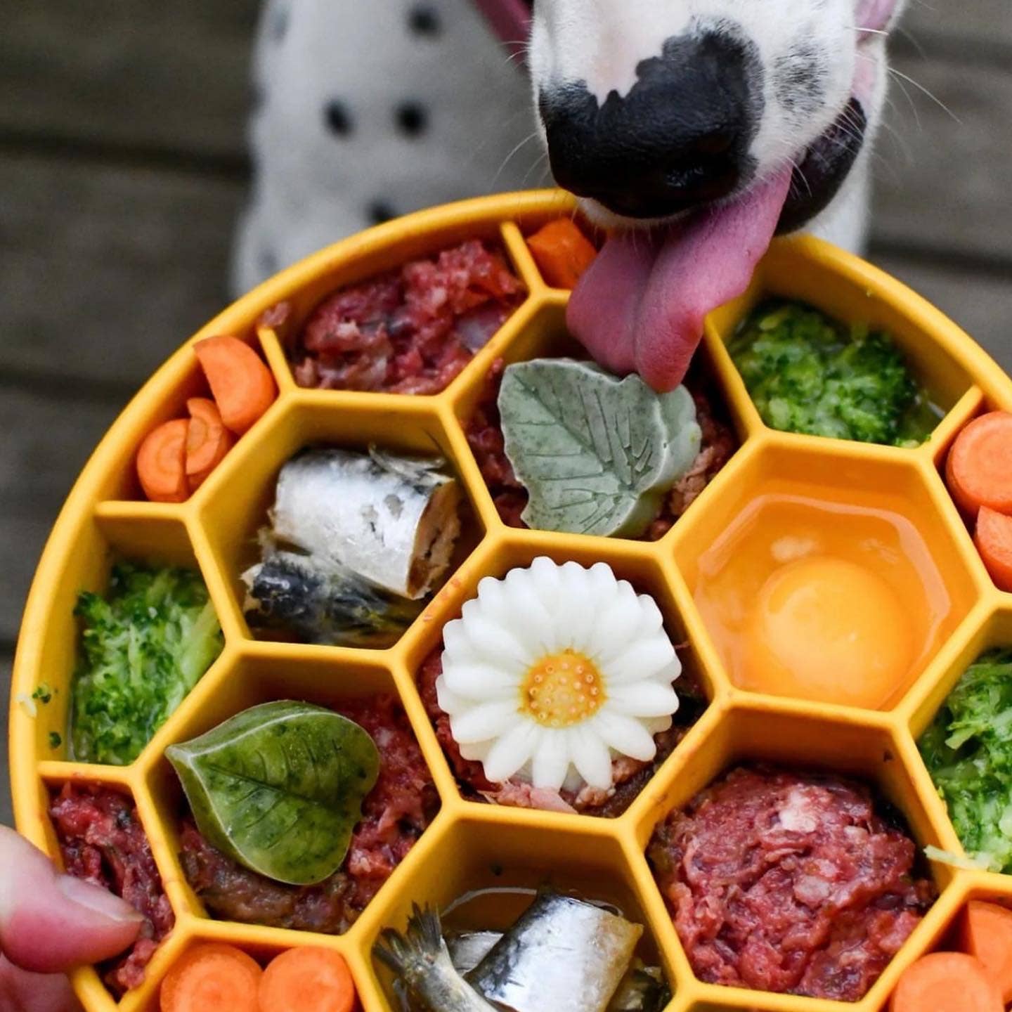 Honeycomb Design eBowl Enrichment Slow Feeder Bowl for Dogs: Blue