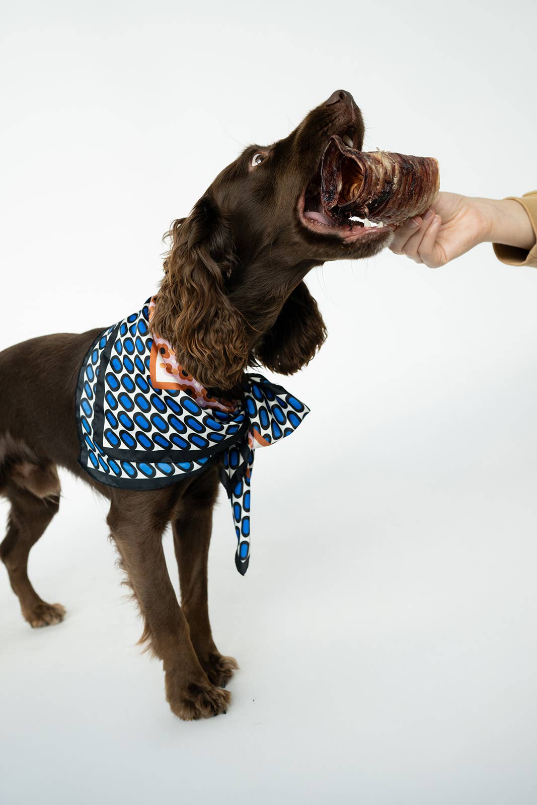 Bison Trachea Chews