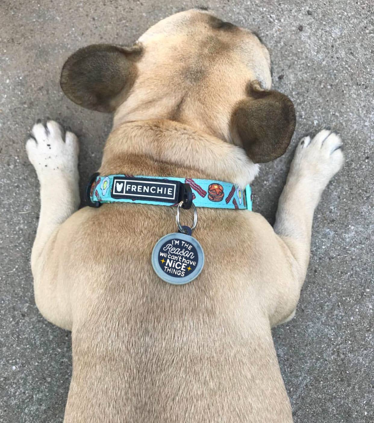 Personalized Dog ID Tag Charm - Can't Have Nice Things: Engraved QR Code / Small 1"