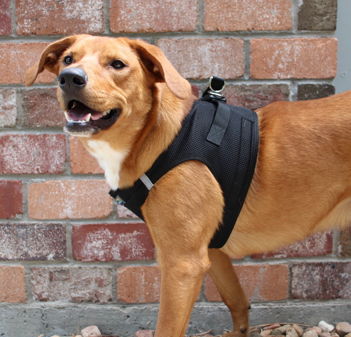 American River Solid Dog Harness - Black: Medium