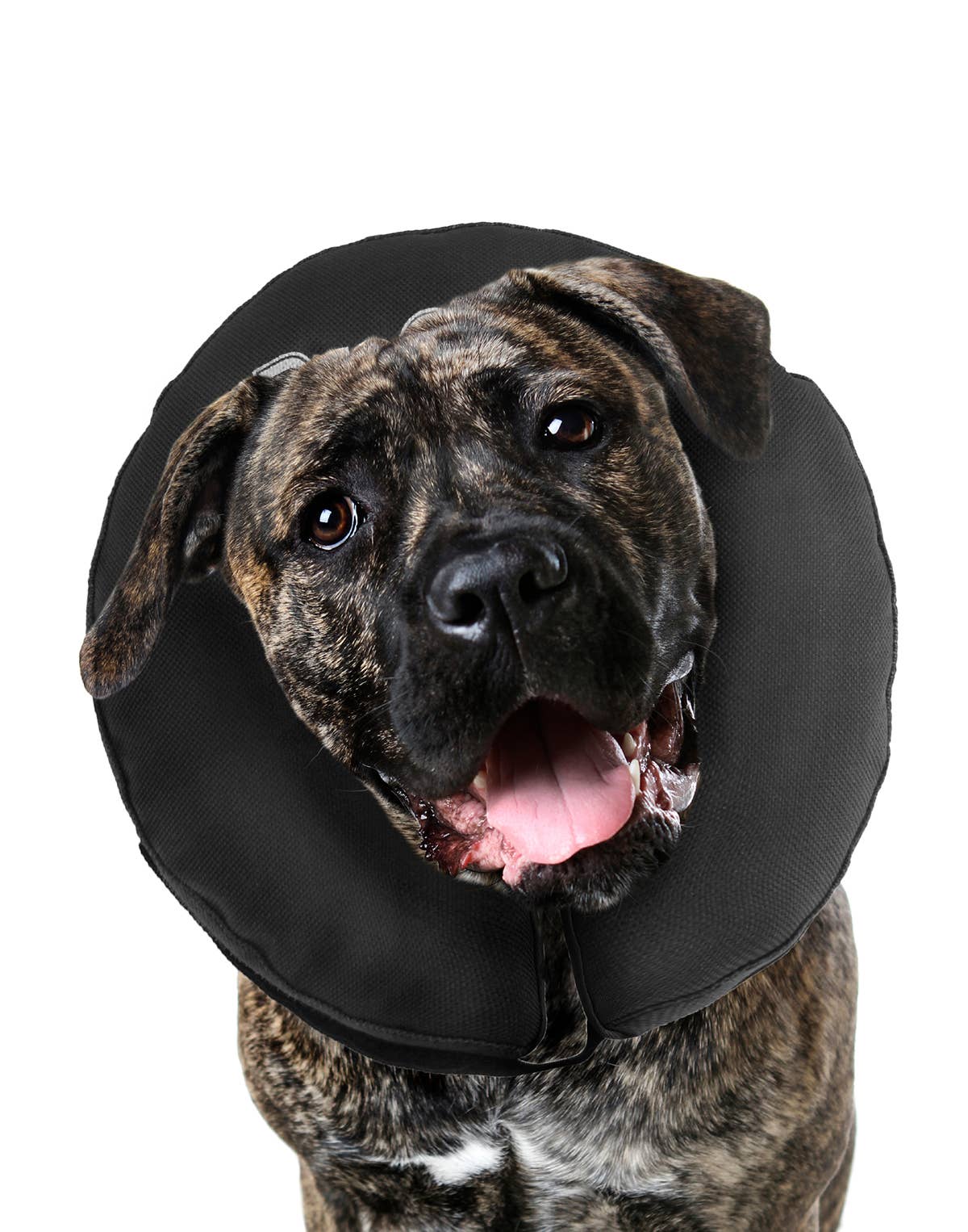 ZenCollar - Inflatable Recovery Collar: XXLarge (>22 in.)