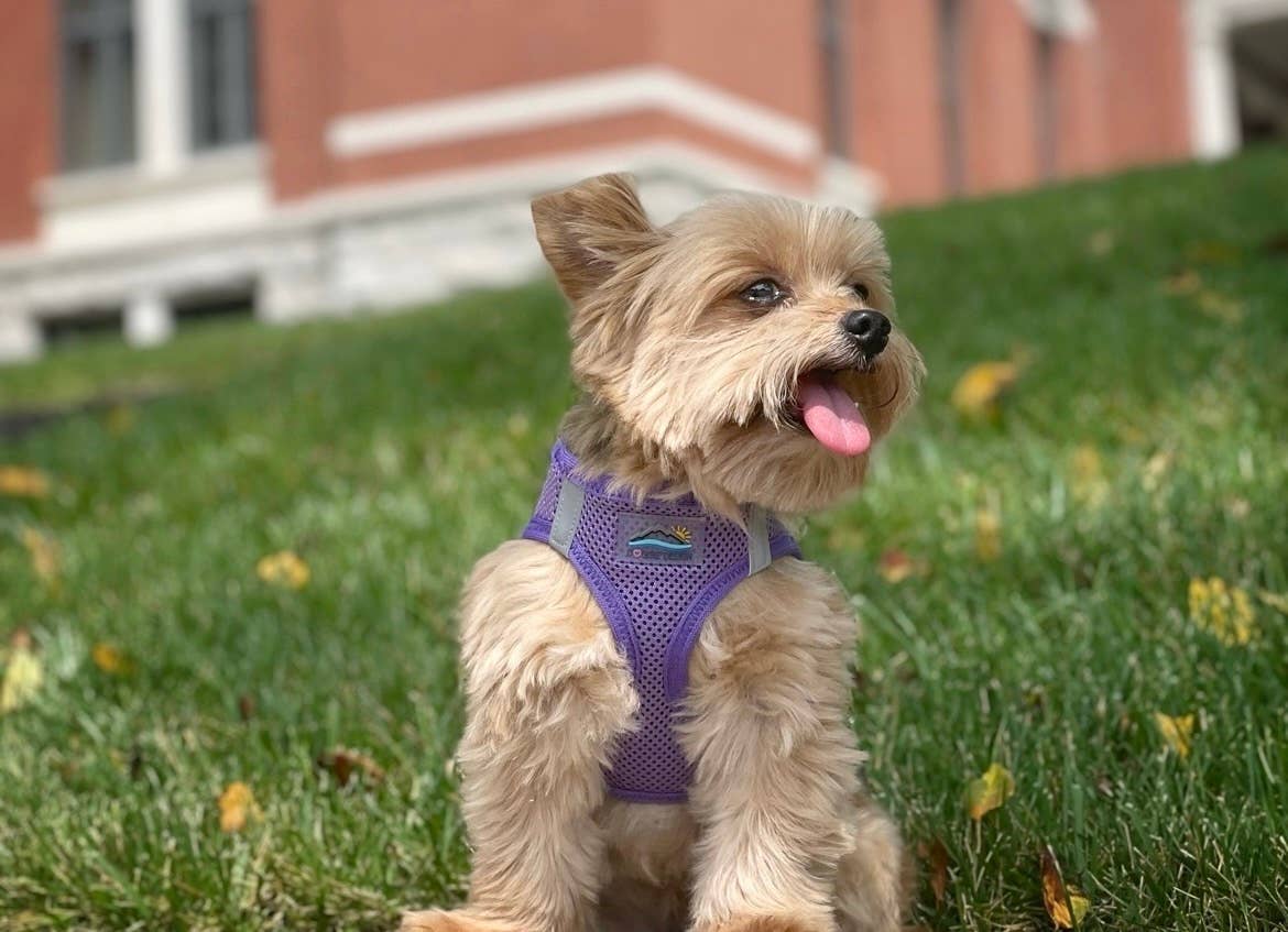 American River Solid Dog Harness - Paisley Purple: Small
