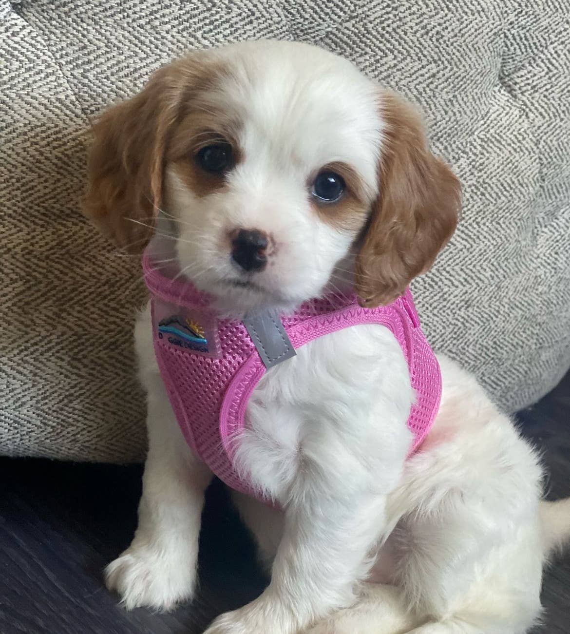 American River Solid Dog Harness - Candy Pink: Medium