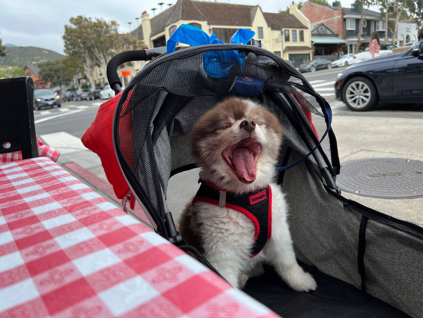 Glacier Pet Stroller