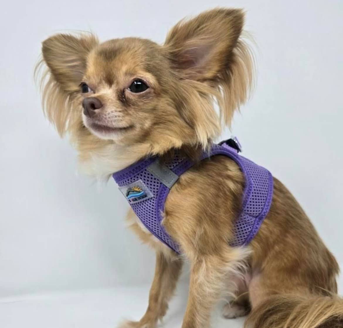 American River Solid Dog Harness - Paisley Purple: Medium