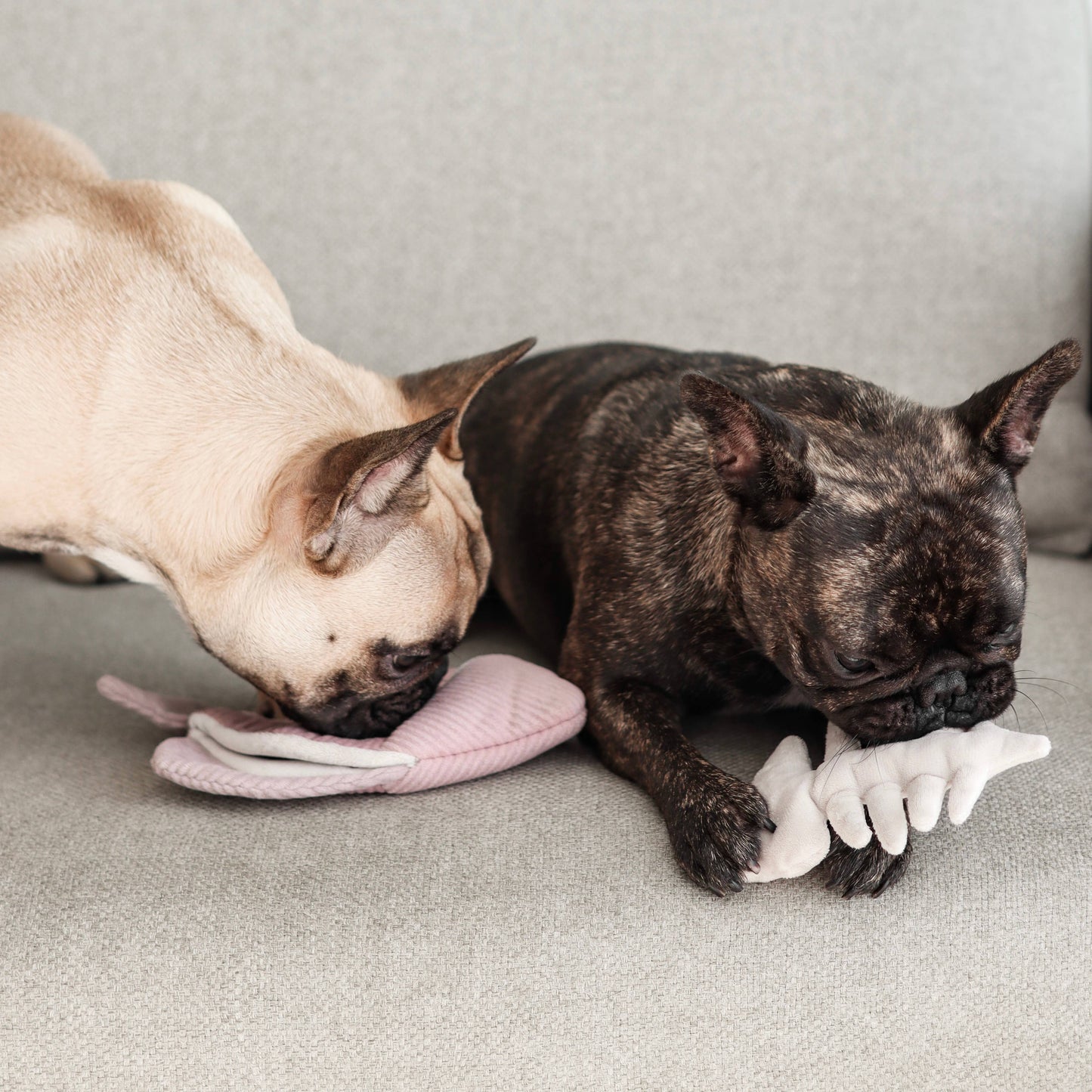 ANGEL FISH//ENRICHMENT DOG TOY