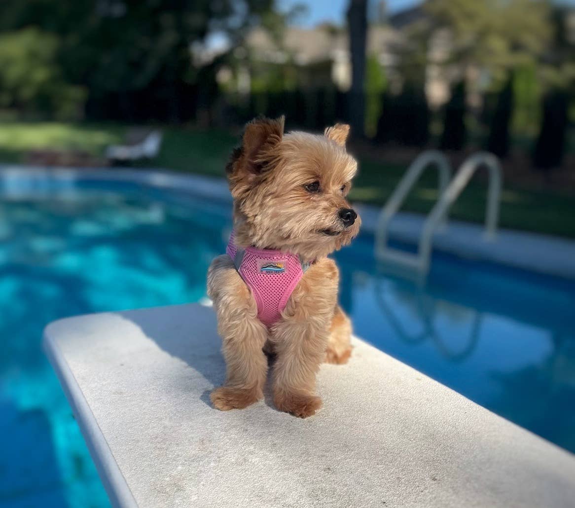 American River Solid Dog Harness - Candy Pink: Medium