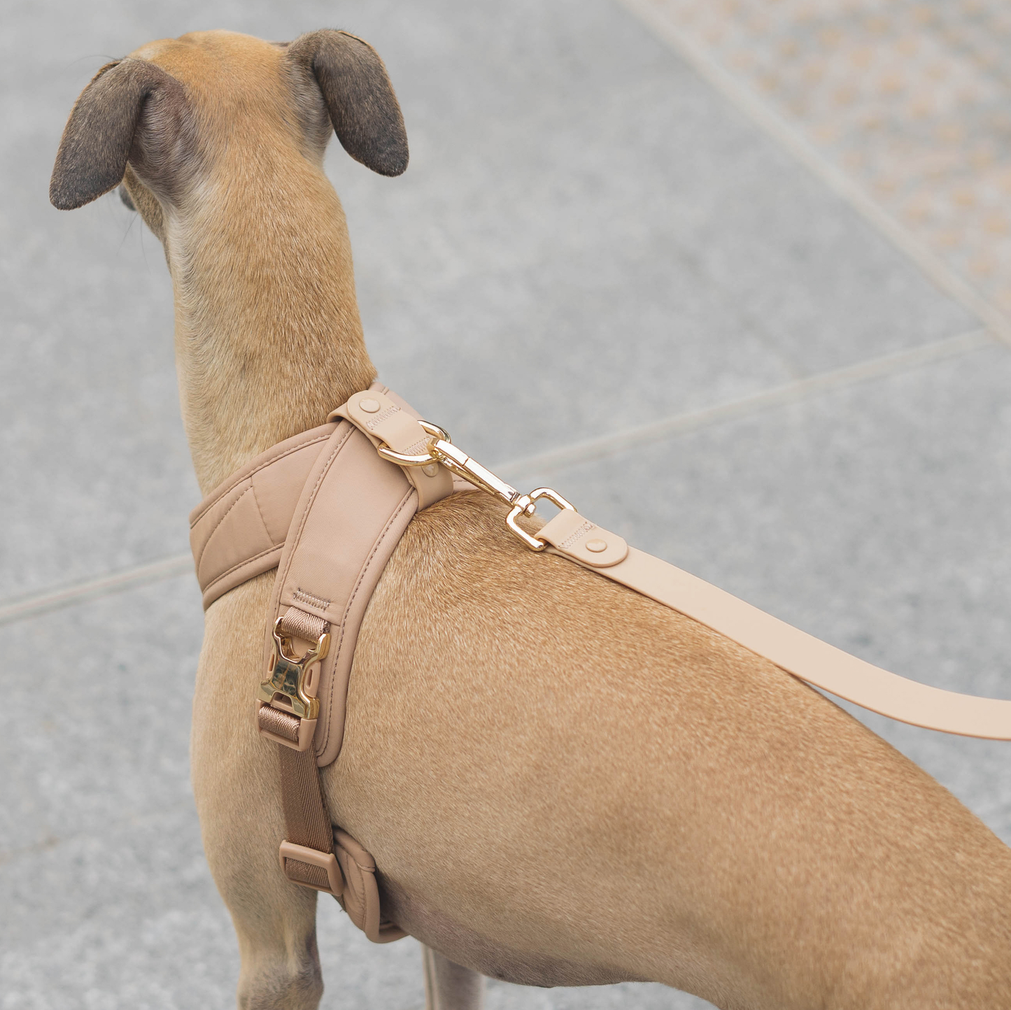 Roam Luxe Harness (Desert) | Dog Walking Gear | Dog Harness: Small