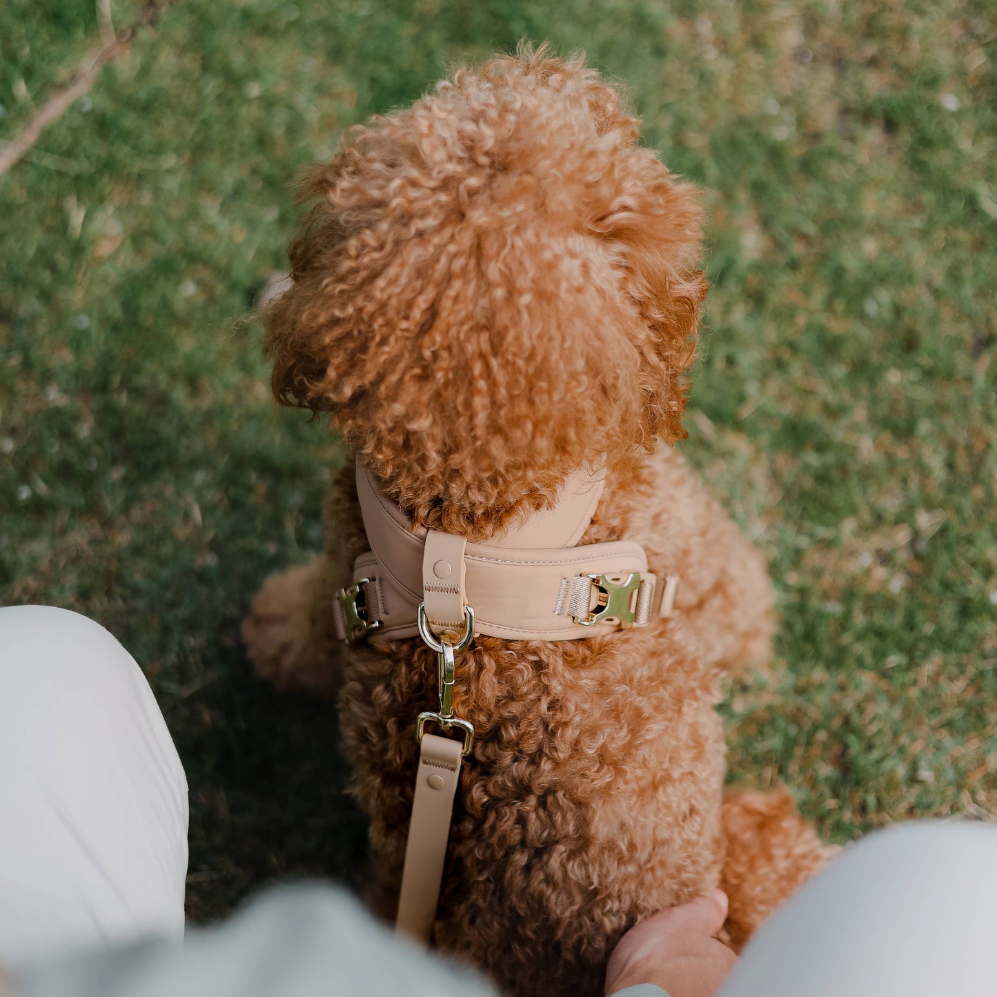 Roam Luxe Harness (Desert) | Dog Walking Gear | Dog Harness: Small