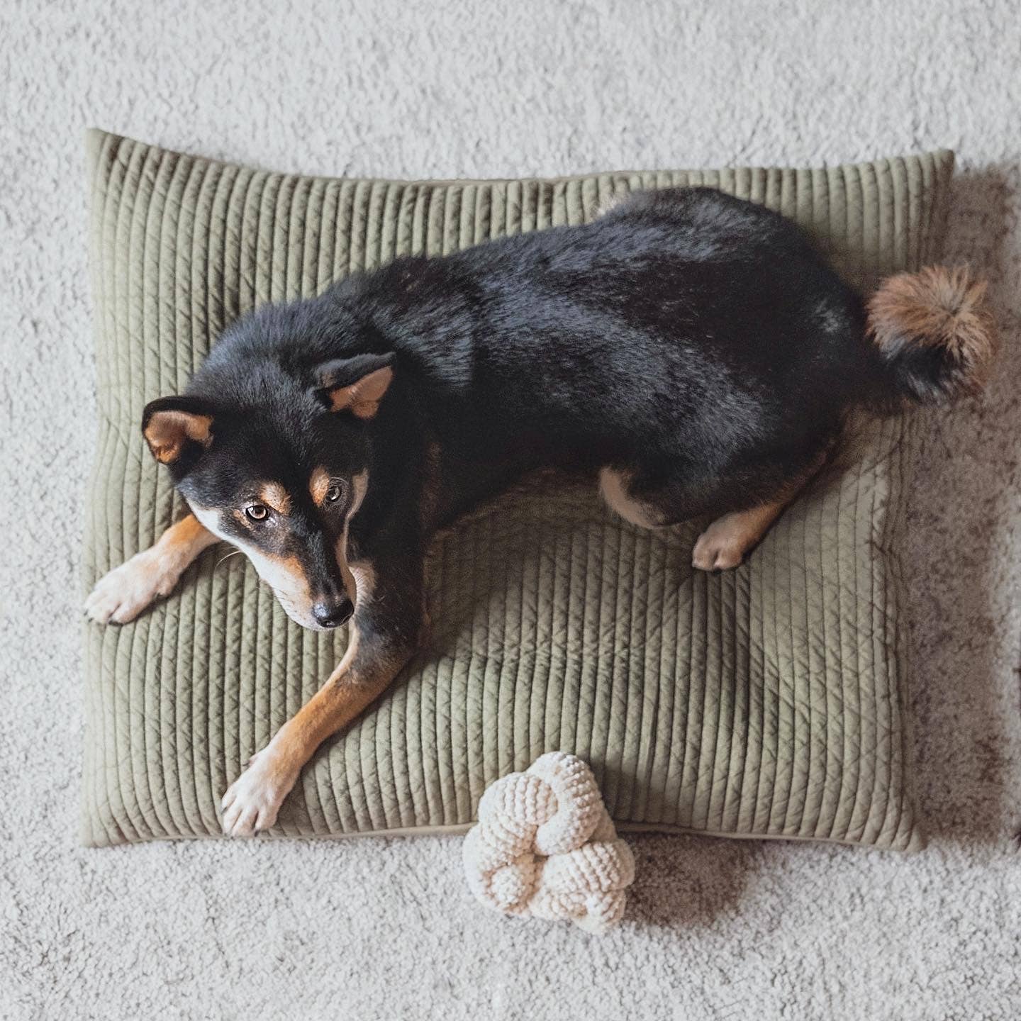 NOU | squeakers//ENRICHMENT DOG TOY: Cream