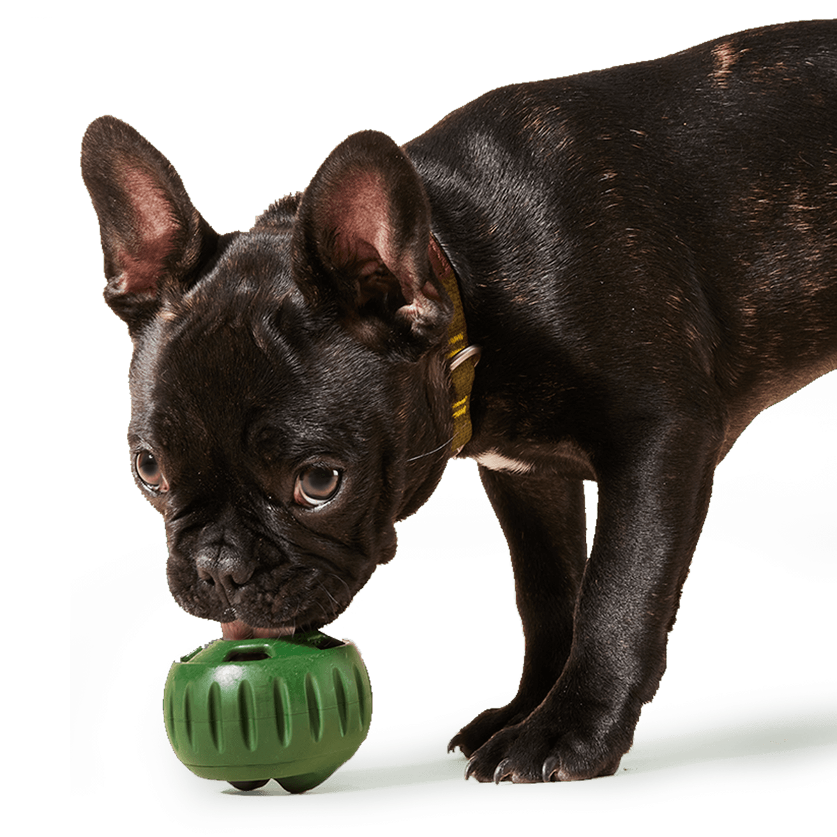 The Pupsicle: Small