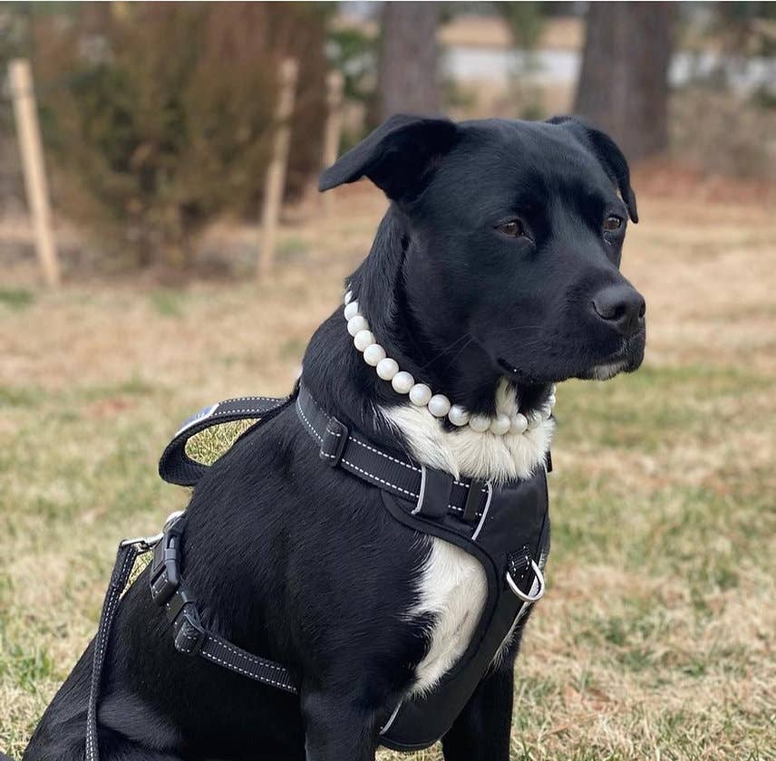 Pearl | Beaded Dog Collar: 20"