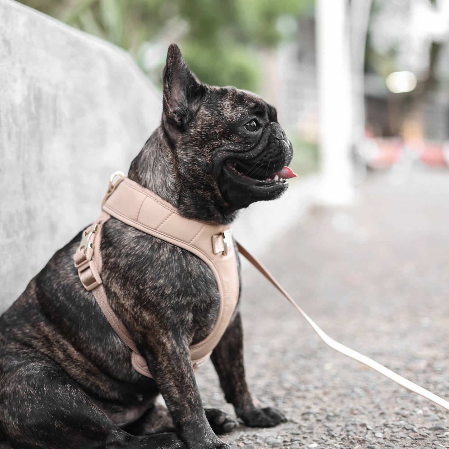 Roam Luxe Harness (Desert) | Dog Walking Gear | Dog Harness: Small