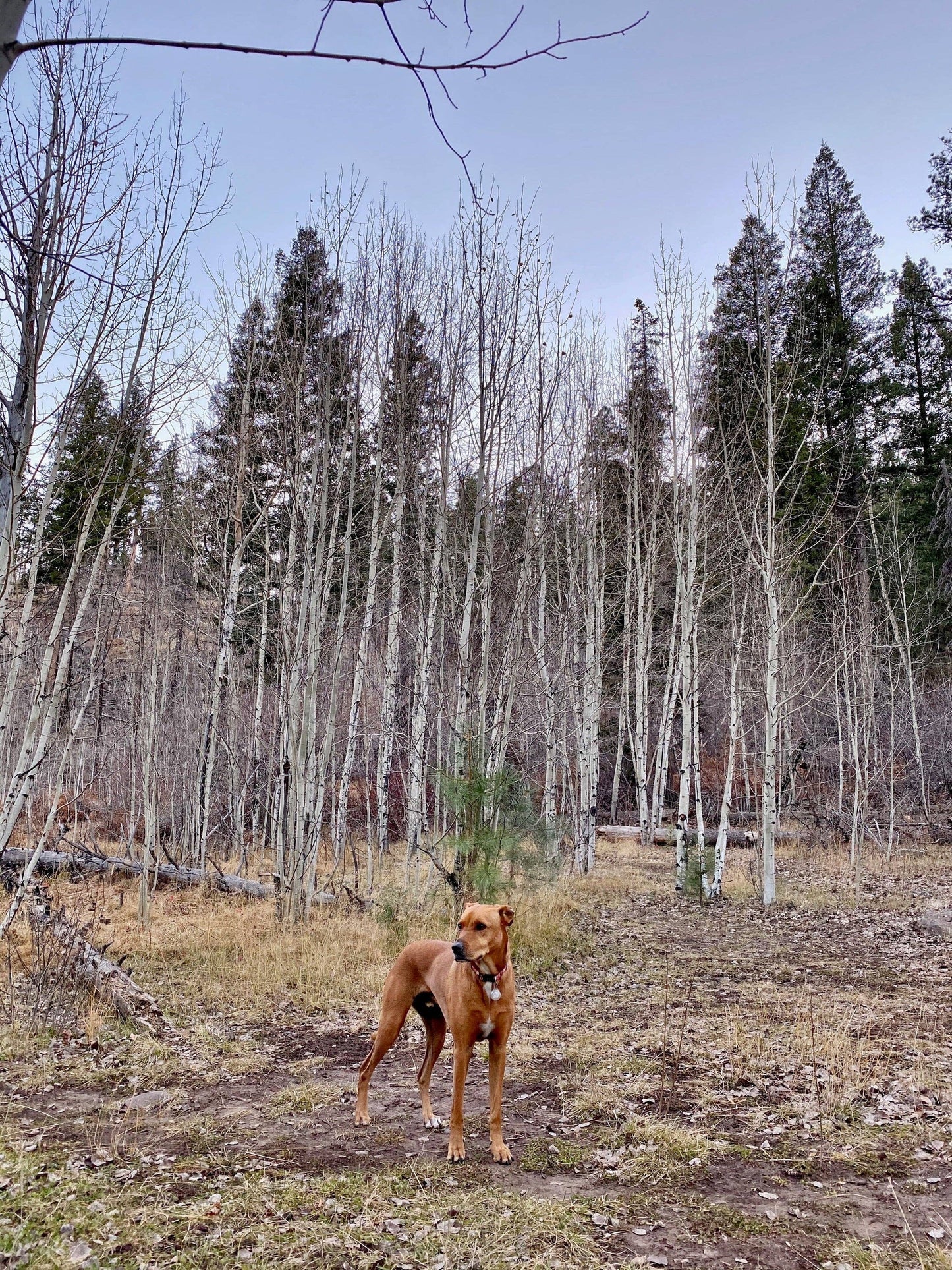 Hawaiian Print Dog Collar Tropical Black Floral Collar: Black Floral Print / Small