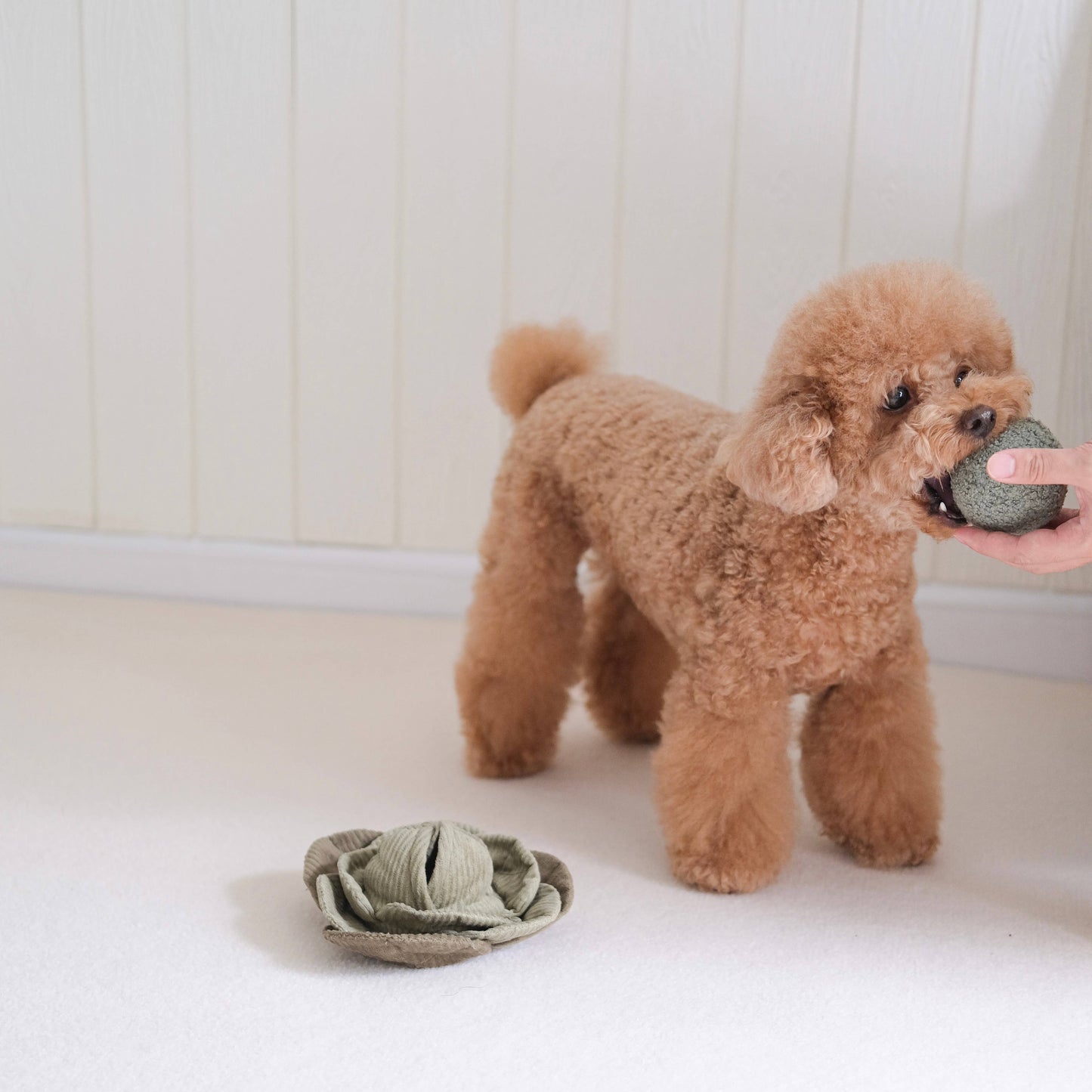 CABBAGE POP//ENRICHMENT DOG TOY: Green / Medium
