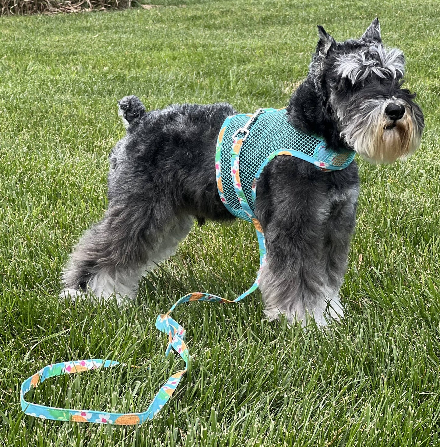 Cool Mesh Dog Harness - Pineapple Luau: X-Small