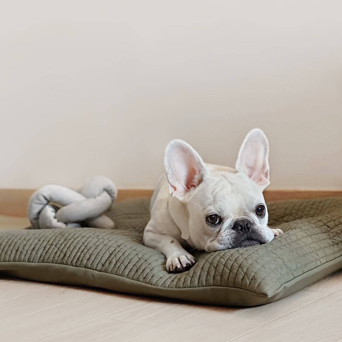 NOU | squeakers//ENRICHMENT DOG TOY: Cream