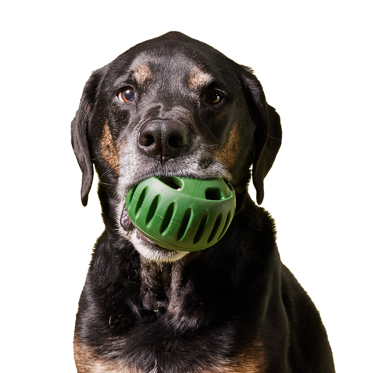 The Pupsicle: Small