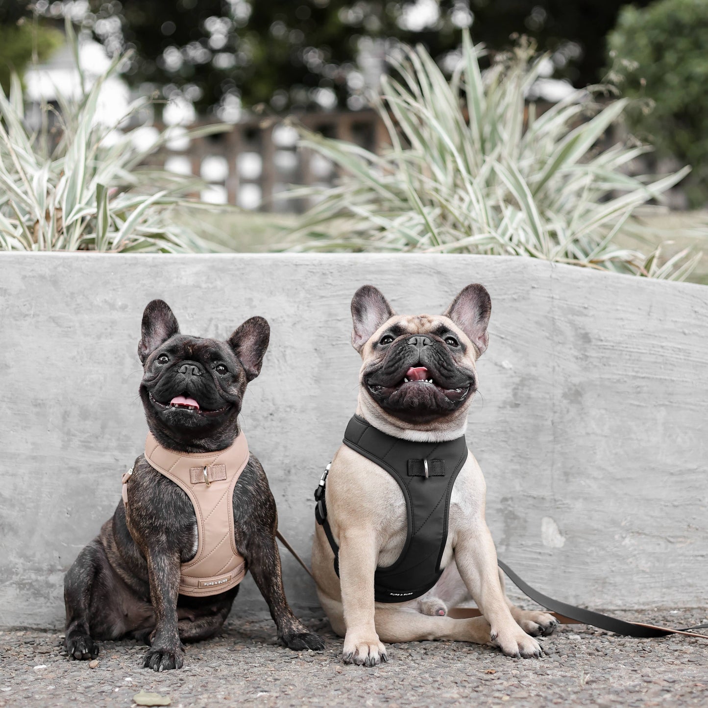 Roam Luxe Harness (Desert) | Dog Walking Gear | Dog Harness: Small