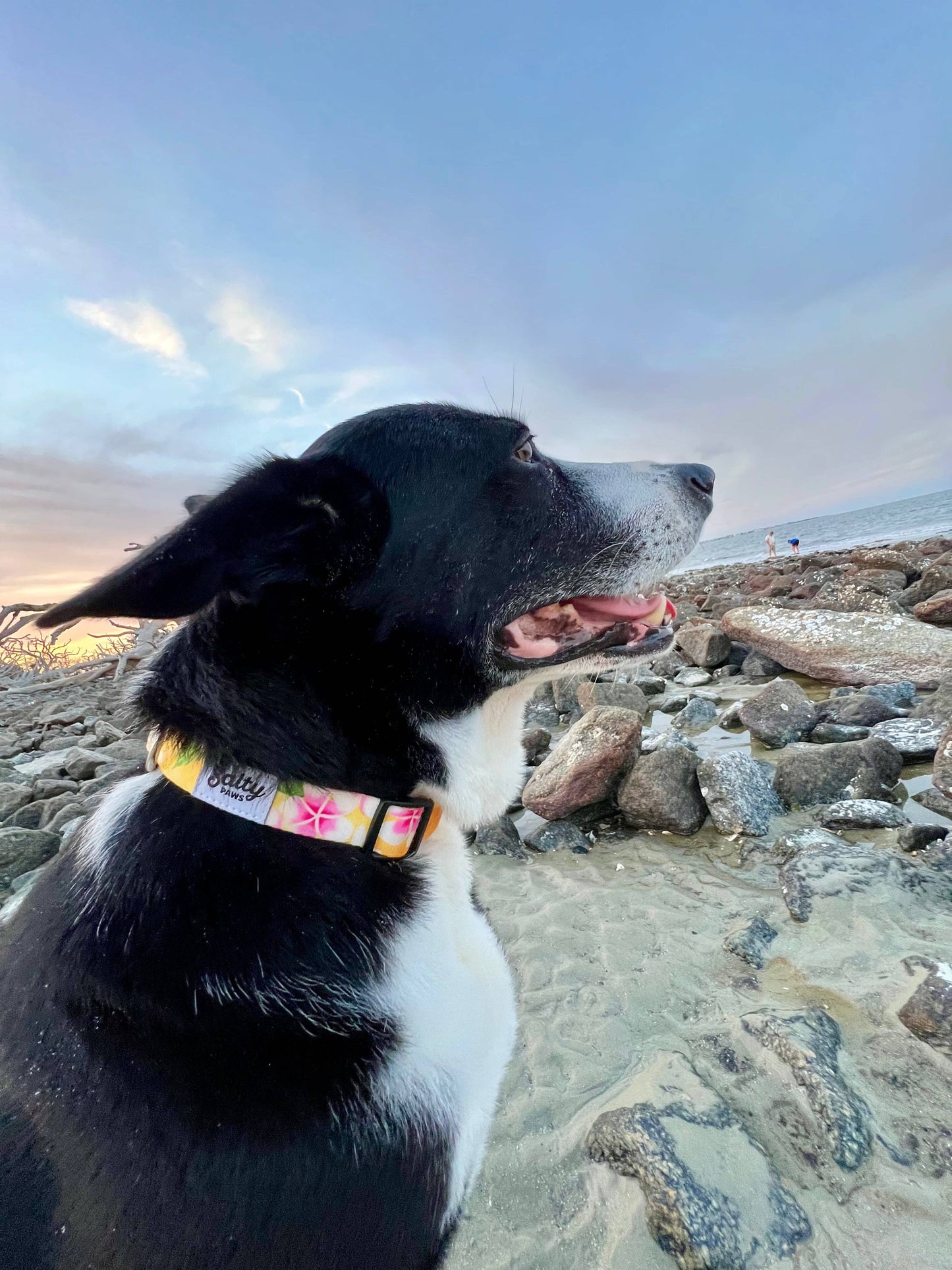 Hawaiian Print Dog Collar Tropical Yellow Floral: Small