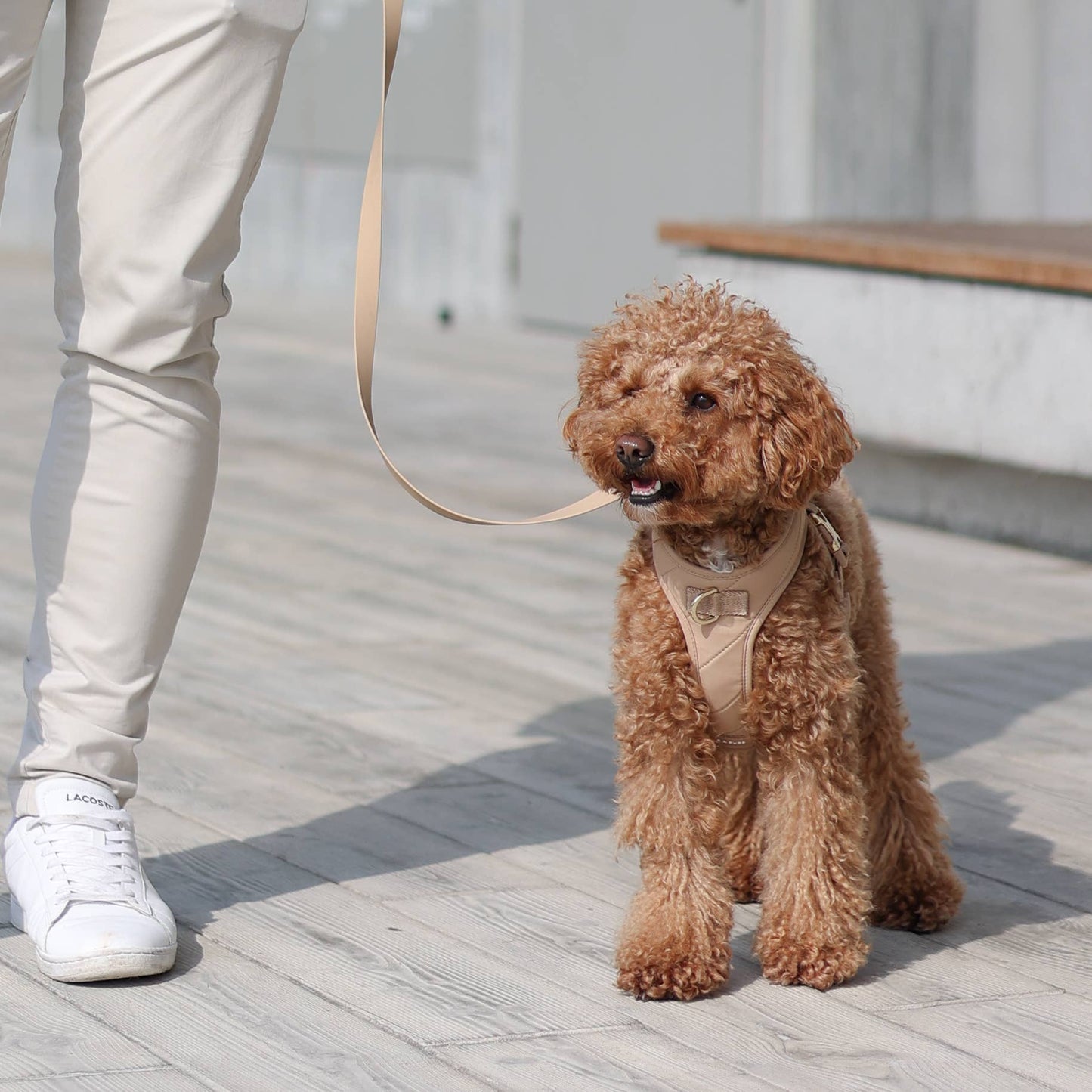 Roam Luxe Harness (Desert) | Dog Walking Gear | Dog Harness: Small