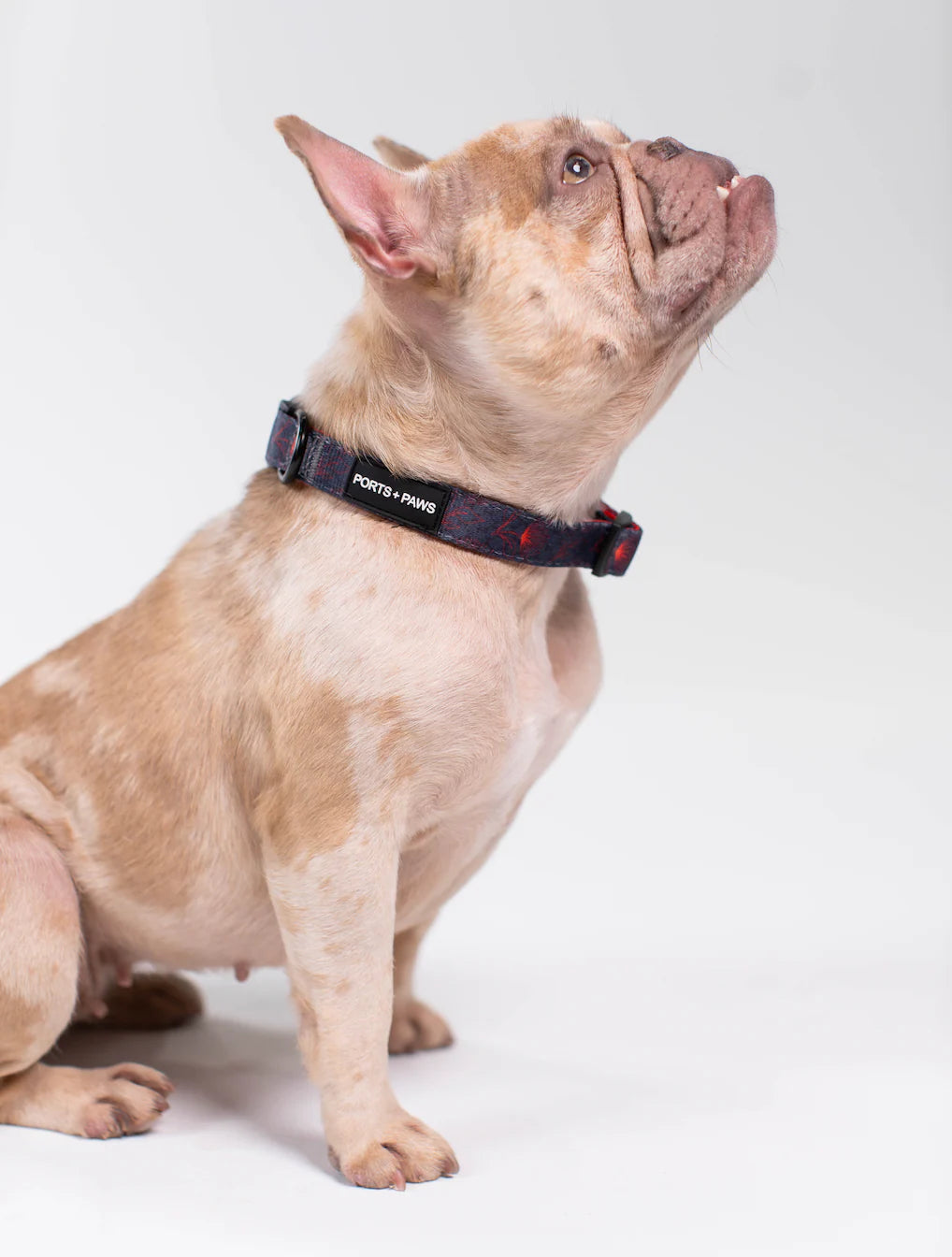 PORTS + PAWS  COLLAR - HAWAIʻI ISLAND ʻŌHIʻA LEHUA