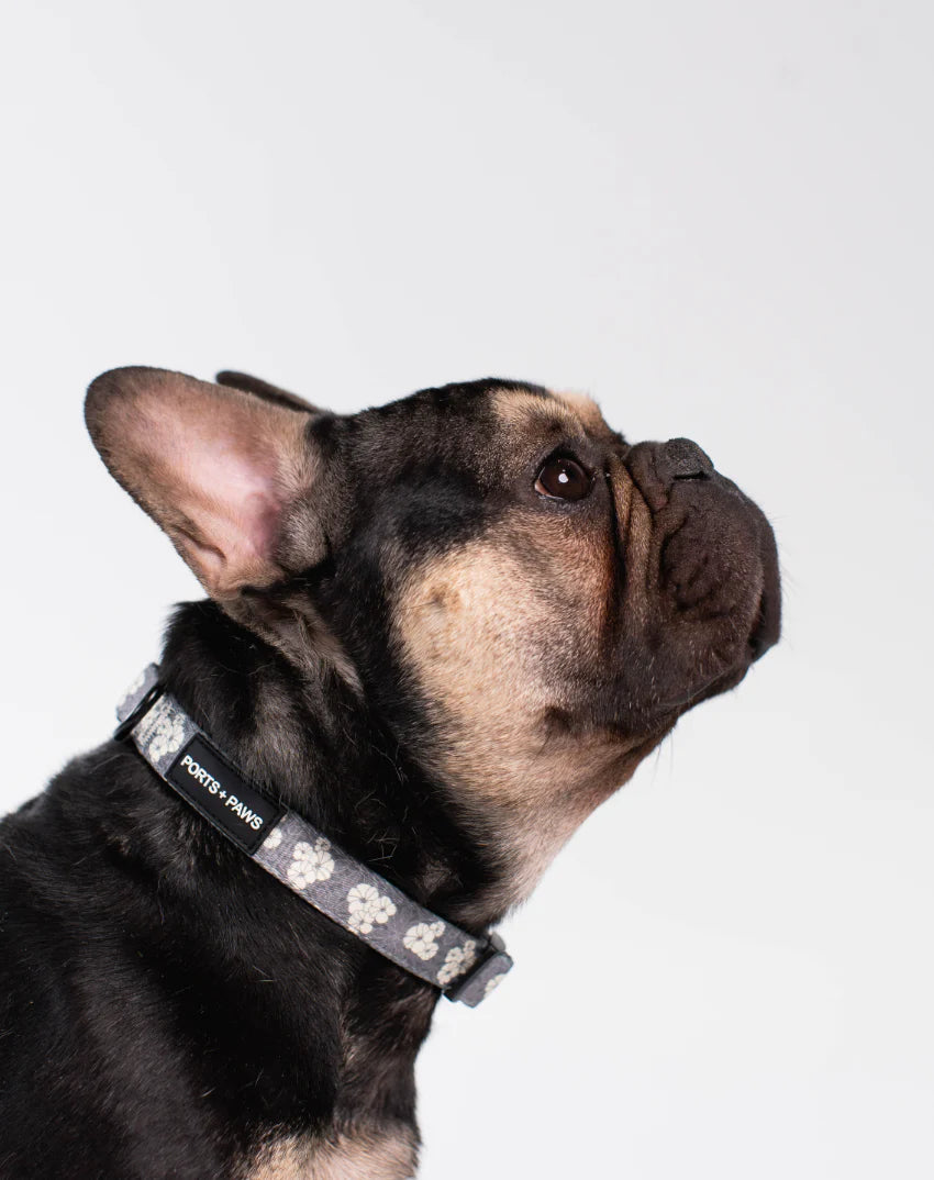 PORTS + PAWS  COLLAR - KAHOʻOLAWE HINAHINA