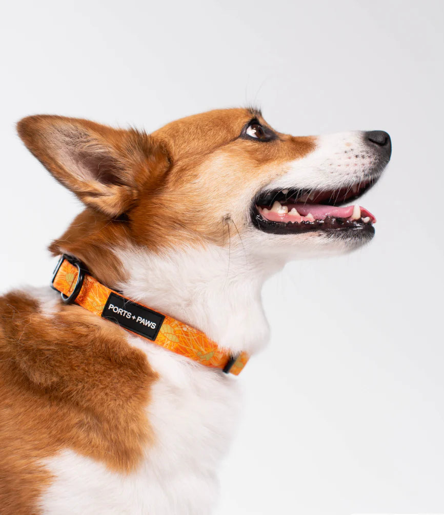 PORTS + PAWS  COLLAR - LĀNAʻI KAUNAʻOA