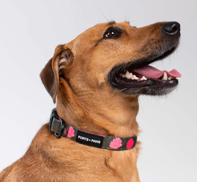 PORTS + PAWS  COLLAR - MAUI LOKELANI ROSE