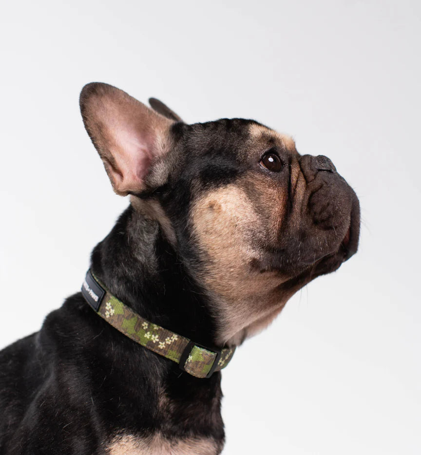PORTS + PAWS  COLLAR - MOLOKAʻI PUA KUKUI NUT