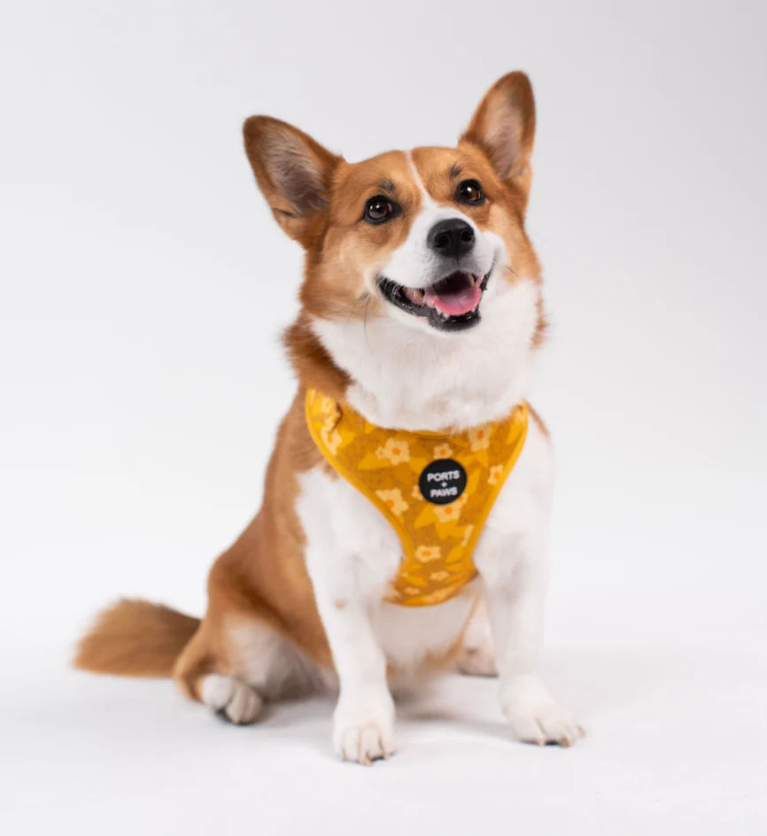 PORTS + PAWS  ADJUSTABLE HARNESS - OʻAHU ʻILIMA