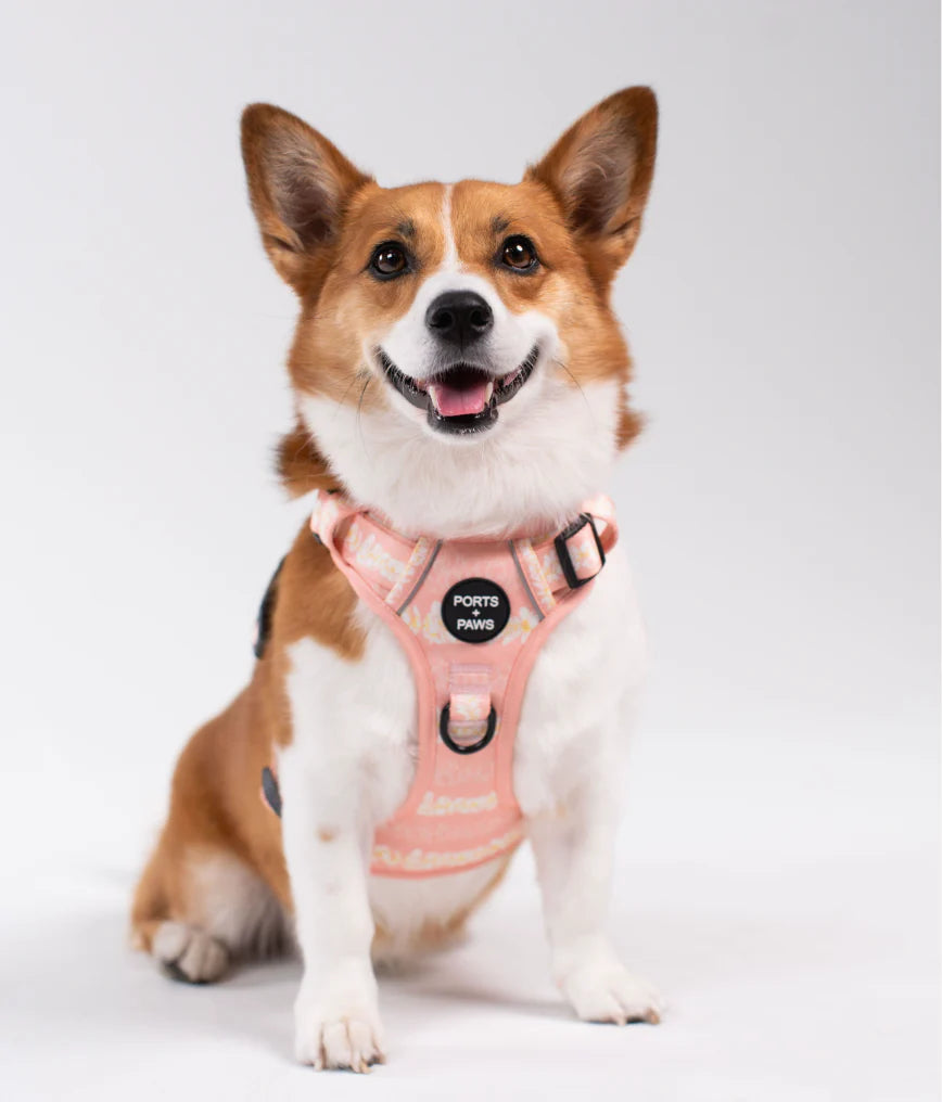 PORTS + PAWS  RUGGED HARNESS - PLUMERIA