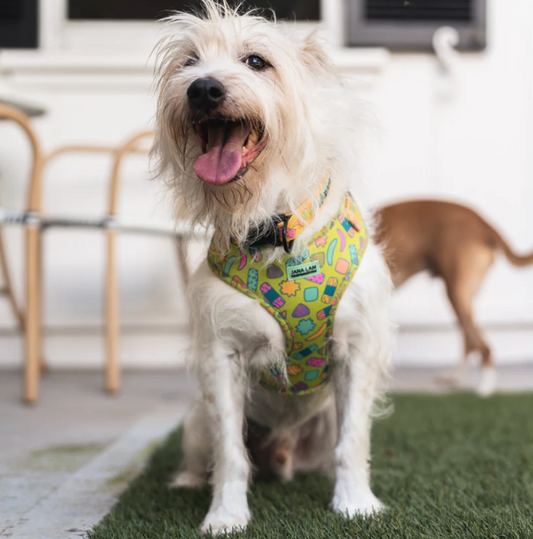 Jana Lam Kakimochi Neoprene Harness